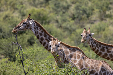 Obraz premium Giraffes eating
