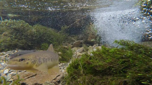Brown trout  trota (Salmo trutta)