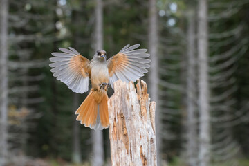 Siberian jay approaches a weathered tree stump, its vibrant feathers displayed as it prepares to land