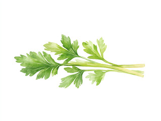 Fresh green celery leaves on white backrground with vibrant color and detailed texture, perfect for culinary use or decoration. This illustration captures essence of freshness and health