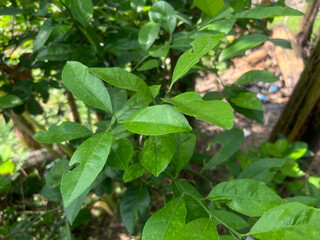 Fresh and Shiny Green Citrus Leaves, Reflecting Freshness and Life in the Tropical Garden