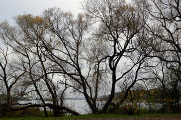 Willows on the lake shore against the background of water and sky. Silhouettes of tree branches and leaves. Autumn.