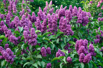 Clusters of lilac flowers on the branches. Spring its shapes and types and textures	