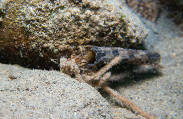 Caddysfly worm underwater