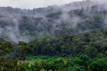 natural background of many species of plants that are laid out in the park, for the propagation of the species and to provide shade for those who stop by while traveling to study the ecology.