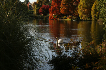 Autumn trees in Sussex, England