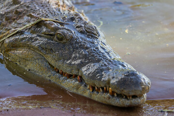 Crocodile closeup