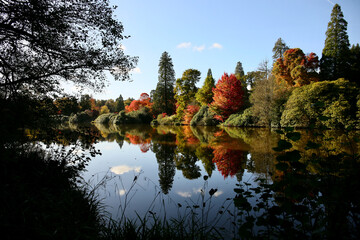 Autumn trees in Sussex, England