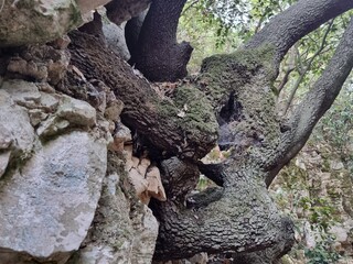 The mouth of the  dried up Yagur  stream . Israel 