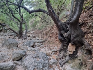 The mouth of the  dried up Yagur  stream . Israel 