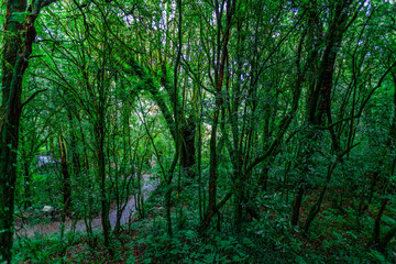 natural background of many species of plants that are laid out in the park, for the propagation of the species and to provide shade for those who stop by while traveling to study the ecology.