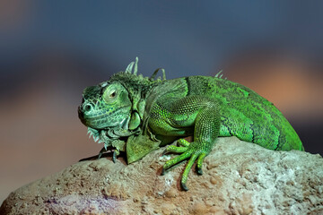 Fototapeta premium A large green Lizard sitting on a rock