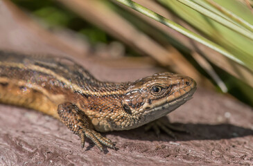 Common Lizard on a wall, close up