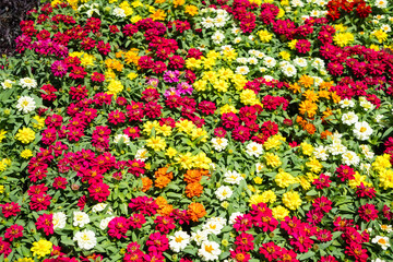 Flowering Colors: A Bright Garden Experience