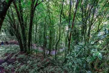 Obraz premium Close-up natural background of the forest atmosphere on top of Doi Inthanon in Chiang Mai, which is the highest and coldest area in Thailand. Tourists always like to come to see nature.
