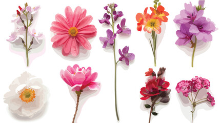 Obraz premium Set of different beautiful flowers on white background