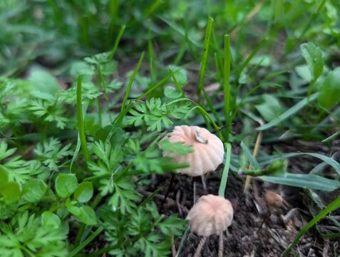 Due piccoli funghi nel campo tra l'erba in autunno