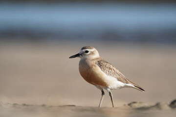 Red breasted dotterel on a sea shore on a beautiful evening