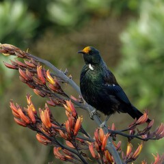 Tui feeding on nectar from blooming buds