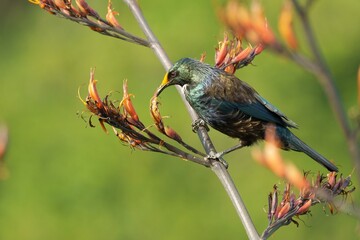 Tui feeding on nectar from blooming buds © Faraz