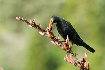 Tui feeding on nectar from blooming buds © Faraz