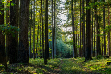 Path through autumn forest. Bright sunny day.