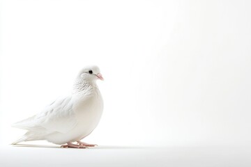 Fototapeta premium A single white pigeon perched on a clean and bright white surface, ideal for use in designs related to peace, serenity, or innocence