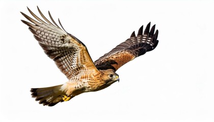 Fototapeta premium eagle