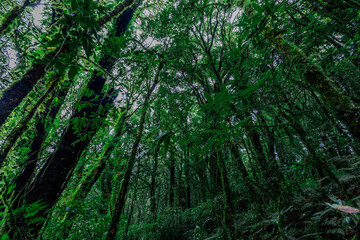 Fototapeta premium Close-up natural background of the forest atmosphere on top of Doi Inthanon in Chiang Mai, which is the highest and coldest area in Thailand. Tourists always like to come to see nature.