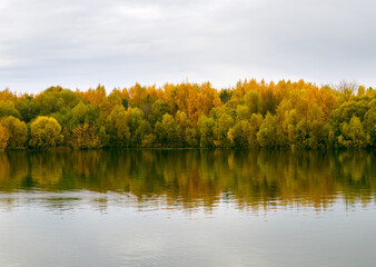 Colorful yellow foliage tree reflections in calm water on a autumn day landscape 