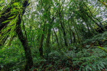 Obraz premium Close-up natural background of the forest atmosphere on top of Doi Inthanon in Chiang Mai, which is the highest and coldest area in Thailand. Tourists always like to come to see nature.