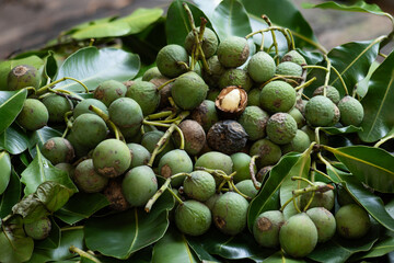 Alexandrian laurel or Calophyllum inophyllum fruits on natural background.