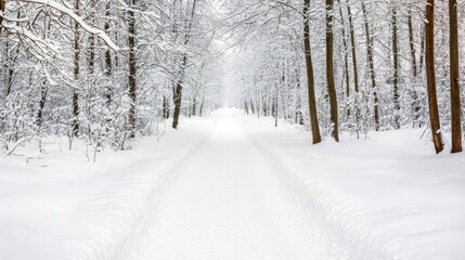 A serene winter pathway through a snow-covered forest, lined with white dusted trees that create a tranquil and picturesque atmosphere.