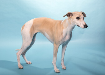 Purebred Whippet sighthound on blue background