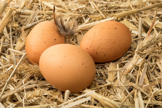Three brown eggs on straw in henhouse