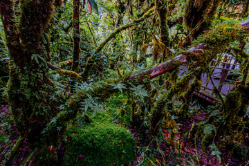 Close-up natural background of the forest atmosphere on top of Doi Inthanon in Chiang Mai, which is the highest and coldest area in Thailand. Tourists always like to come to see nature.