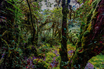 Obraz premium Close-up natural background of the forest atmosphere on top of Doi Inthanon in Chiang Mai, which is the highest and coldest area in Thailand. Tourists always like to come to see nature.