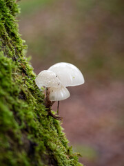 Buchen-Schleimrübling (Mucidula mucida) auf einem Stück Totholz im herbstlichen Wald vor unscharfem braun-grünem Hintergrund