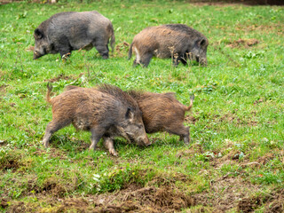 Spielende Wildschweine auf einem Acker mit schlammigen Stellen auf gr&uuml;ner Wiese im Herbst