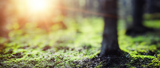 Spring forest bokeh panorama