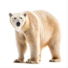 Majestic Adult Polar Bear Standing Isolated on White Background