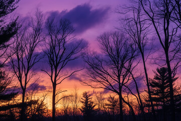 Obraz premium Enchanting Sunset Silhouettes Among Trees