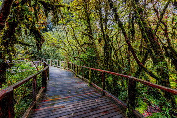 Obraz premium Close-up natural background of the forest atmosphere on top of Doi Inthanon in Chiang Mai, which is the highest and coldest area in Thailand. Tourists always like to come to see nature.