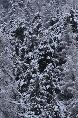 snow covered trees