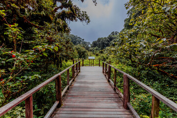 Close-up natural background of the forest atmosphere on top of Doi Inthanon in Chiang Mai, which is the highest and coldest area in Thailand. Tourists always like to come to see nature.