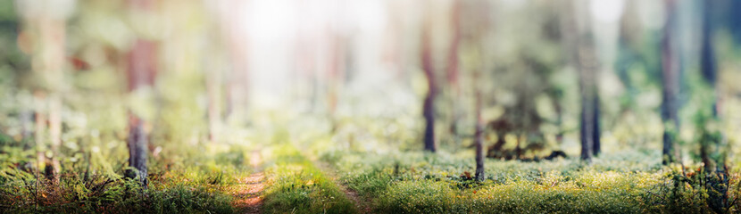 Forest blur panorama beautiful background