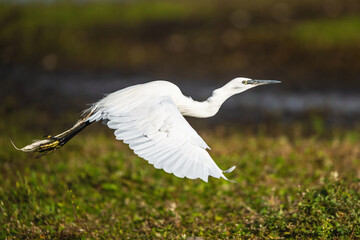Little Egret, Egretta garzetta, bird in flight over marshes