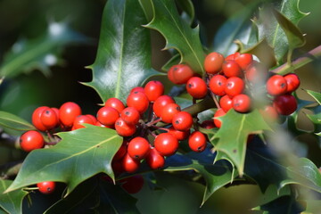 holly berries on a branch