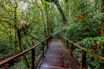 Fototapeta premium The natural background of the mountain atmosphere, green rice fields and many kinds of plants surrounding, rainbow and a walkway to see the completeness of the ecosystem.
