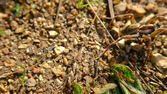 wolf spider in the grass